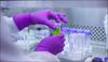 Breakthrough: In a world's first, human eggs grown to maturity in lab