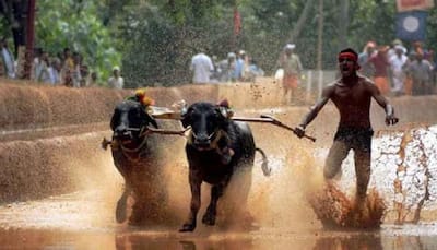 Supreme Court refuses to block Kambala in Karnataka for now