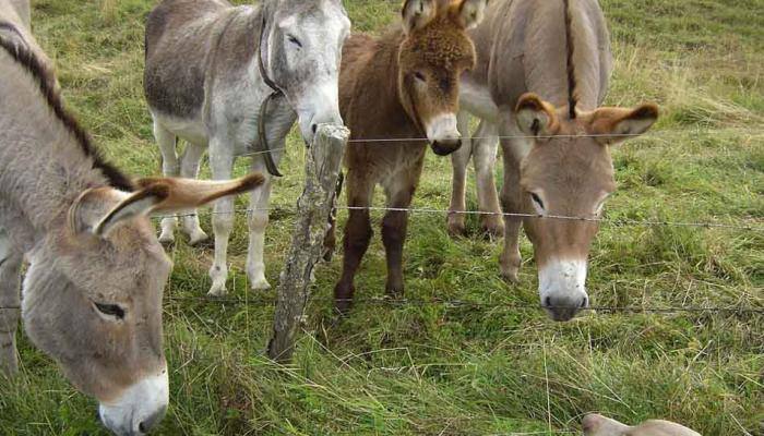 Dog, donkey married amid Valentine's Day protest in Chennai