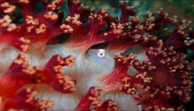 Australia has lost almost 99% of its crustacean reefs: Study