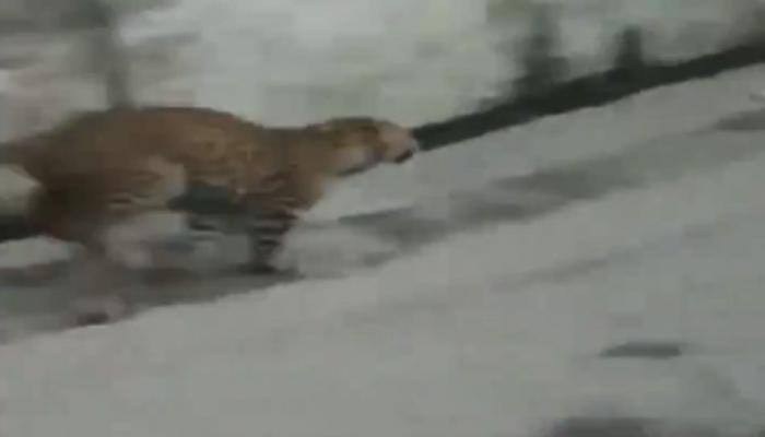 WATCH: Leopard enters streets of UP&#039;s Sarojaninagar, creates panic among locals