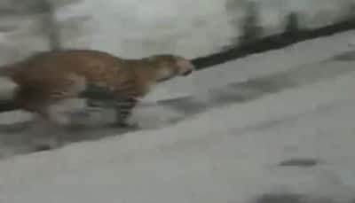 WATCH: Leopard enters streets of UP's Sarojaninagar, creates panic among locals
