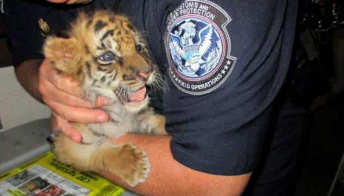 Bengal Tiger cub continues to go viral as his teenaged smuggler gets 6 months in jail