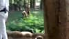 Man jumps into lion enclosure at Thiruvananthapuram Zoo, dragged to safety by staff - WATCH