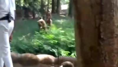 Man jumps into lion enclosure at Thiruvananthapuram Zoo, dragged to safety by staff - WATCH
