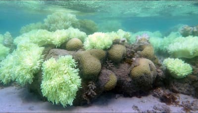Coral reefs threatened by ocean acidification; may dissolve before 2100: Study