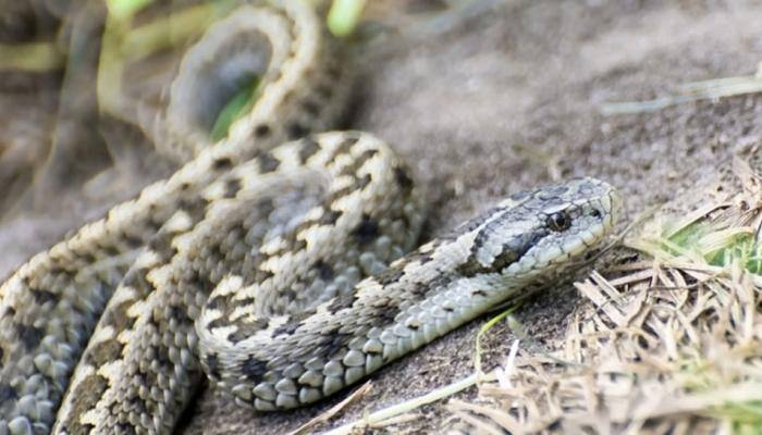 Madhya Pradesh: Drunken man bites snake to death, survives