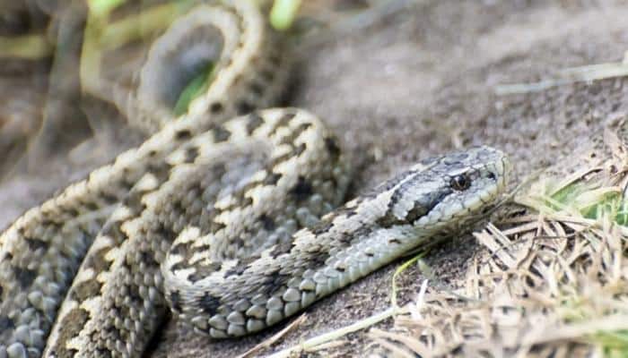 Madhya Pradesh: Drunken man bites snake to death, survives