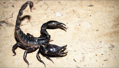 Compound in Scorpion venom may reduce severity of arthritis: Study