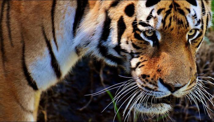 Only 13% of world&#039;s tiger conservation areas meet global standards: Report