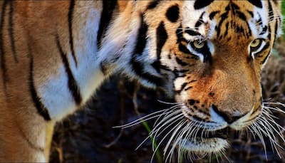 Only 13% of world's tiger conservation areas meet global standards: Report