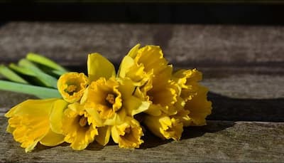 Daffodil extract may help combat cancer, reveals study