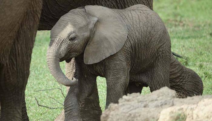 Elephant breaks into Malaysian school, causes panic