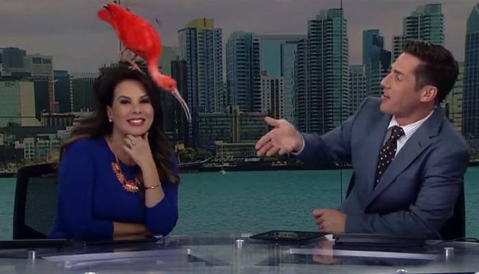 Watch: When a bird landed on news anchor&#039;s head on live TV and stole the show