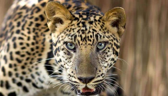 NTCA awaits Supreme Court verdict on bringing &#039;Cheetah&#039; from Africa