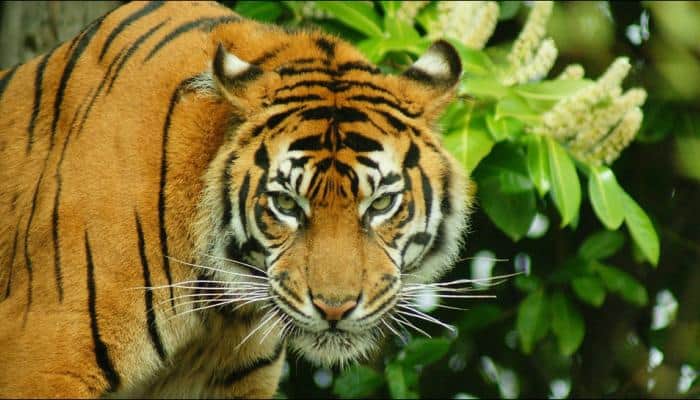 Endangered Sumatran tiger disemboweled, hung for attacking Indonesian locals