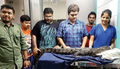 Over 4-feet-long crocodile rescued from drain in Mumbai’s Mulund