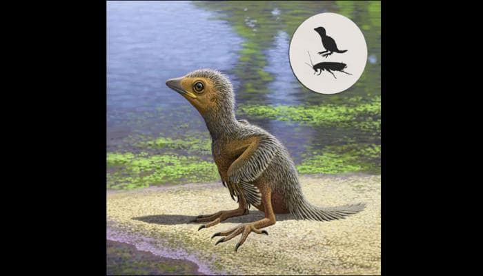 127 million-year-old fossil of smallest known prehistoric baby bird discovered