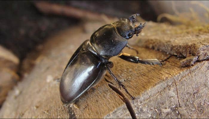 Beetles face extinction due to loss of old trees: Report