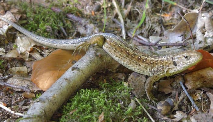 Oldest reptile that could shed its tail to escape predators identified