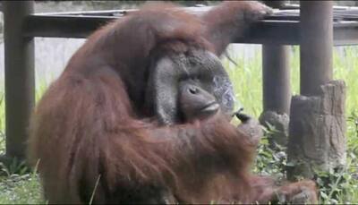 Watch: Orangutan in Indonesian zoo caught smoking a cigarette