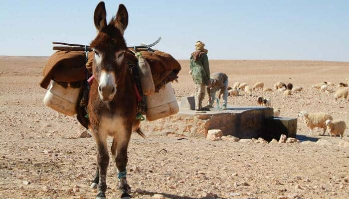 Donkey bomb: Animal with bomb strapped to its back injures 2 Afghan policemen