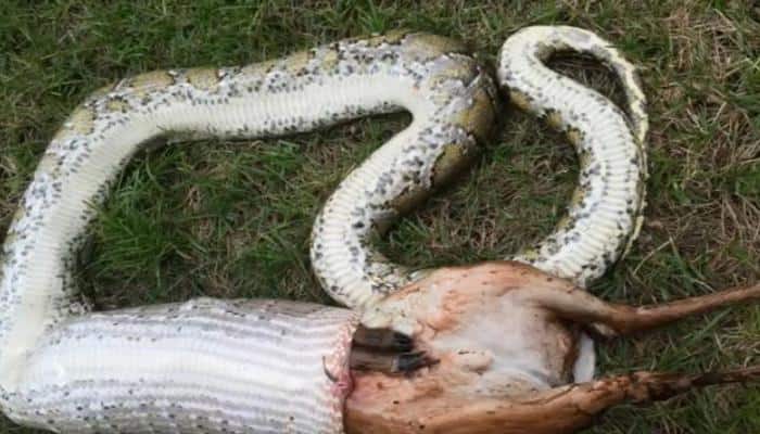 Bizarre! 11-foot-long Burmese python devours deer that weighs more than itself