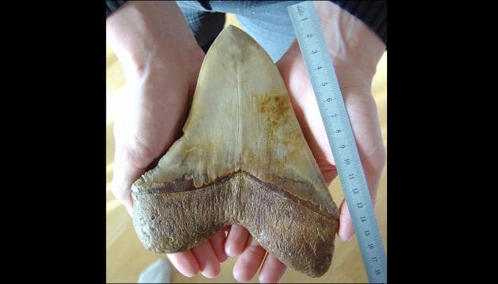 Ancient giant shark tooth goes missing in Australia