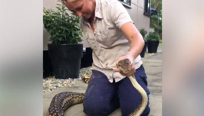 Watch: Massive Python caught by woman in Queensland after it swallows a family cat 