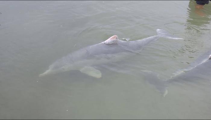 Rare Australian dolphin at risk of extinction: Study