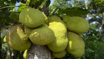 Kerala all-set to get an official fruit