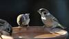 World Sparrow Day: Facts about our feathered friends and why they are disappearing 