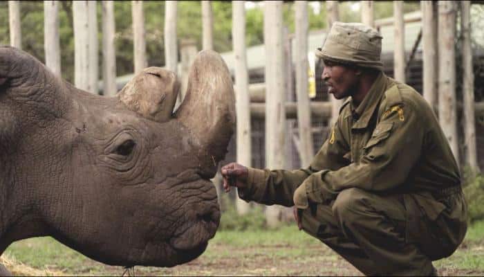 Sudan, the world&#039;s last male northern white rhino dies in Kenya