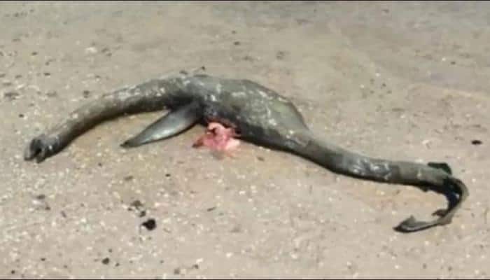 Carcass of sea creature resembling Loch Ness Monster washes ashore at Georgia beach - See pic