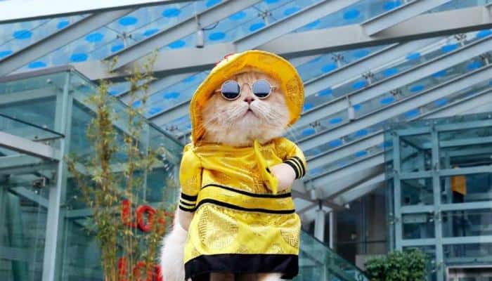 In Pics: Three-year-old cat from Vietnam who has become an internet sensation