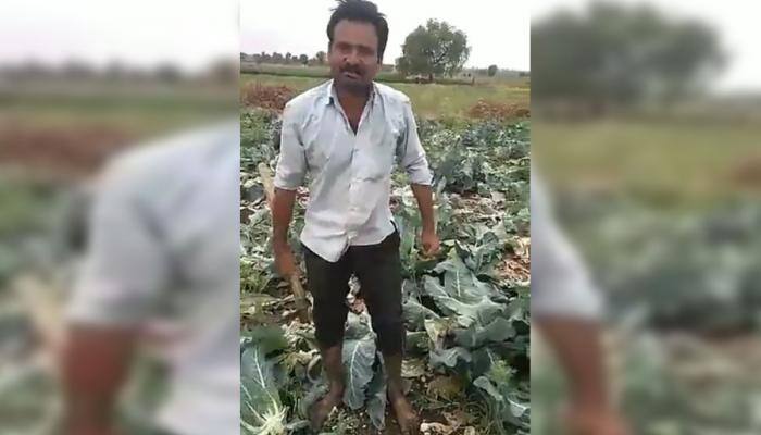 Video of Maharashtra farmer destroying cauliflower crop goes viral – Watch