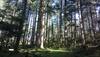 International Day of Forests: Reasons why greenery is important for human survival