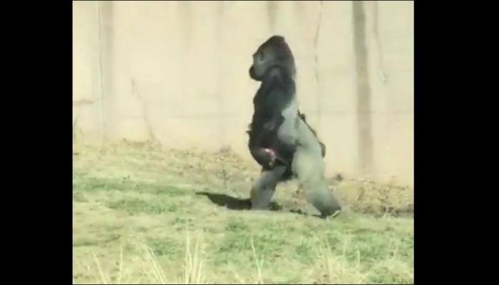 Clean-freak gorilla walks like a human to avoid getting his hands dirty - Watch