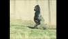 Clean-freak gorilla walks like a human to avoid getting his hands dirty - Watch
