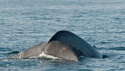 Nearly 150 pilot whales washed ashore in Australia; 135 dead