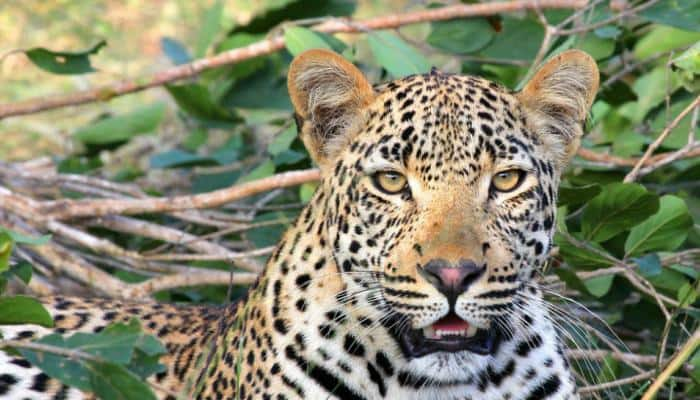 Leopard attacks three-year-old in Uttarakhand, drags him into forest