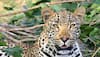 Leopard attacks three-year-old in Uttarakhand, drags him into forest