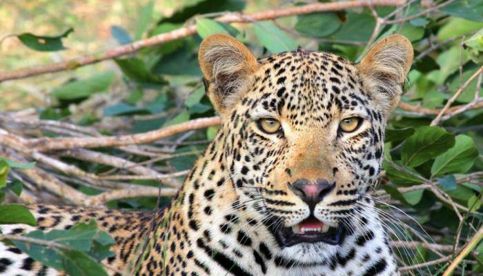 Leopard attacks three-year-old in Uttarakhand, drags him into forest