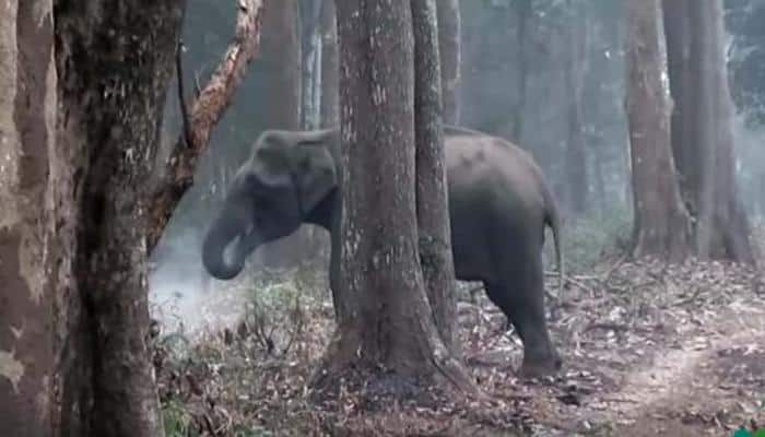 Elephant caught &#039;smoking&#039; on camera baffles wildlife experts –Watch video