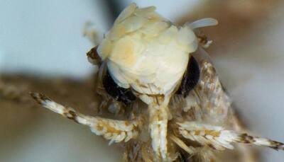 Troll or honour?: Scientist discovers moth with yellowish head in Mexico, names it Donaldtrumpi