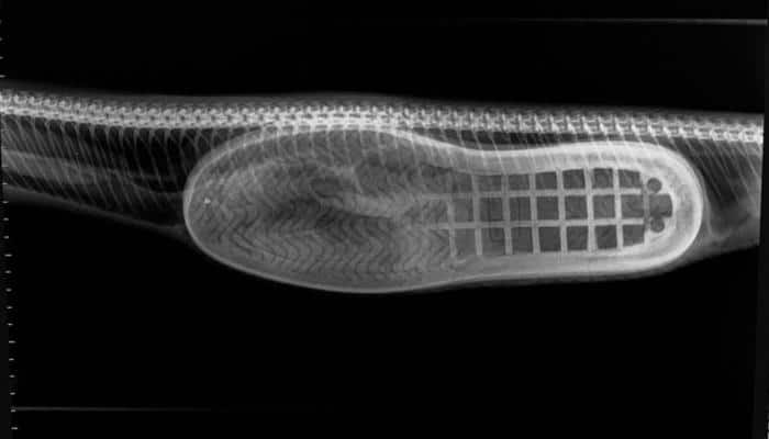 Python swallows a slipper, Australian veterinarian performs surgery to remove it