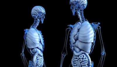 Interstitium: The latest organ discovered in human body. All you need to know