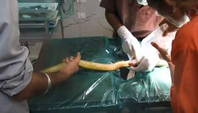 Raipur: Snake, beaten with sticks, saved after 45-minute operation. Now on 'bed rest'