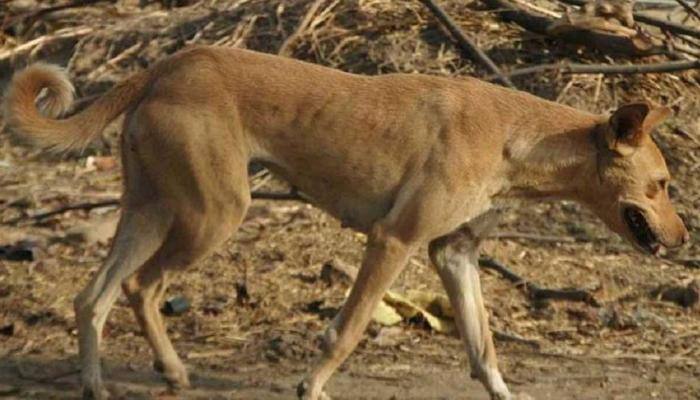 Stray dog carrying human foetus in mouth roams in UP&#039;s Saharanpur, triggers panic