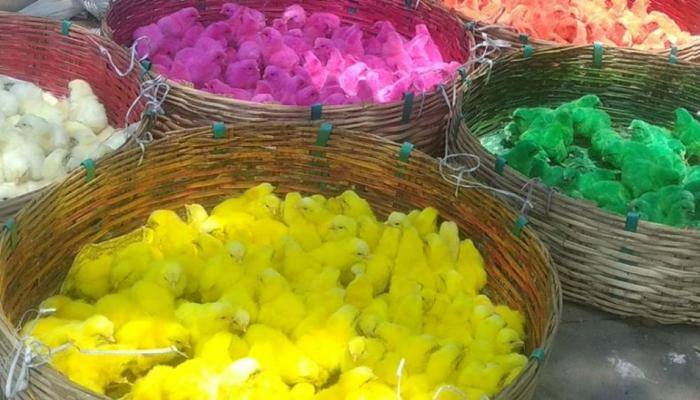 Coimbatore: Dyed chicks sold on streets raises eyebrows